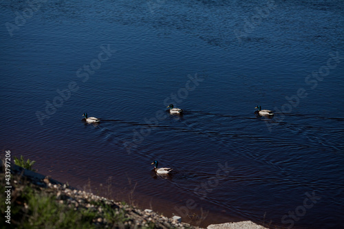 Ducks swim on the river.