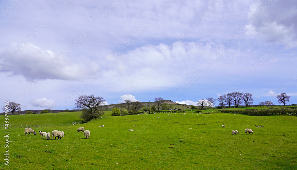 Sheep in the field in spring, Yorkshire, England. 