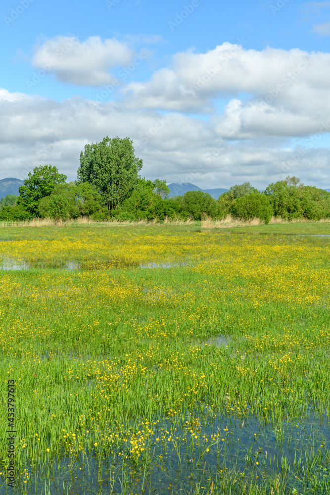 Obraz premium Meadow in bloom flooded in spring in the French countryside.