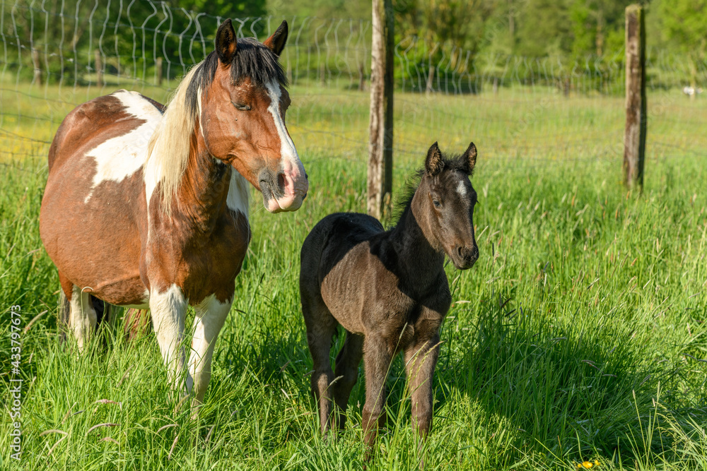 Mare with her foal in a pasture. Mare with her foal in a pasture.