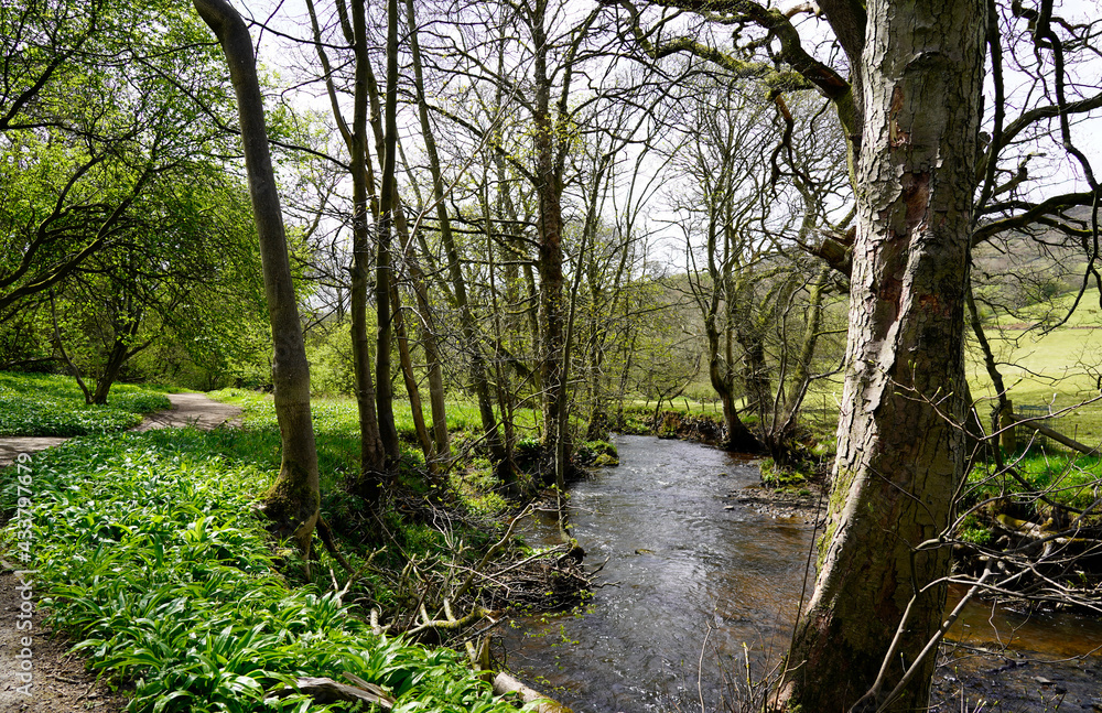Small river in the forest, Yorkshire, England Small river in the forest, Yorkshire, England