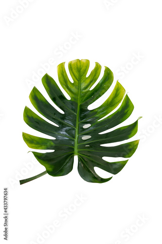 tropical leaf texture green leaves Background  foliage nature