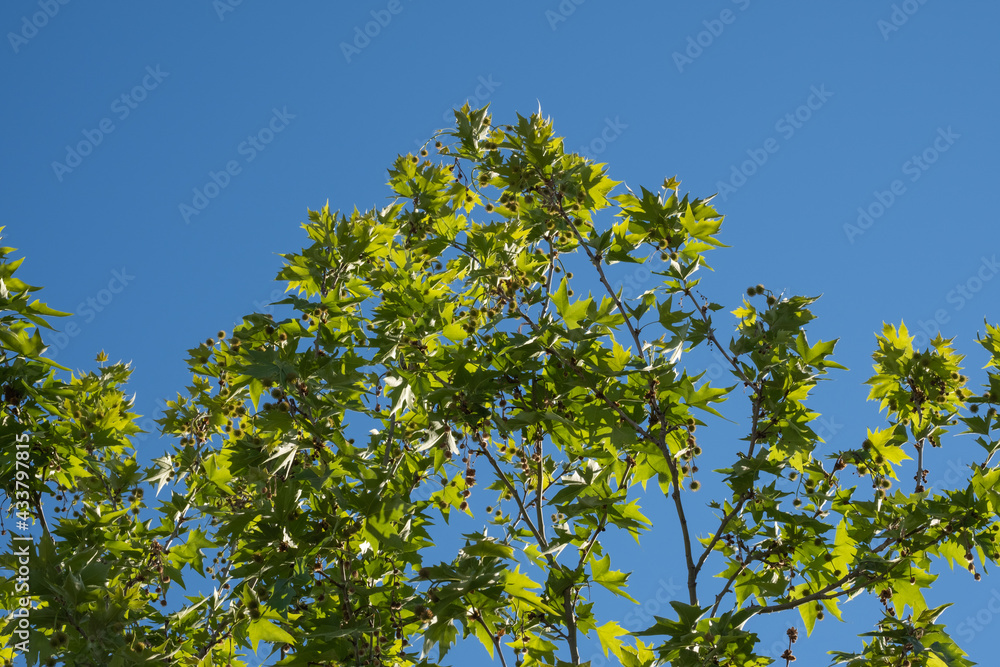 plane tree branches and leaves, blue sky, sycamore plane tree branches and leaves, blue sky, sycamore