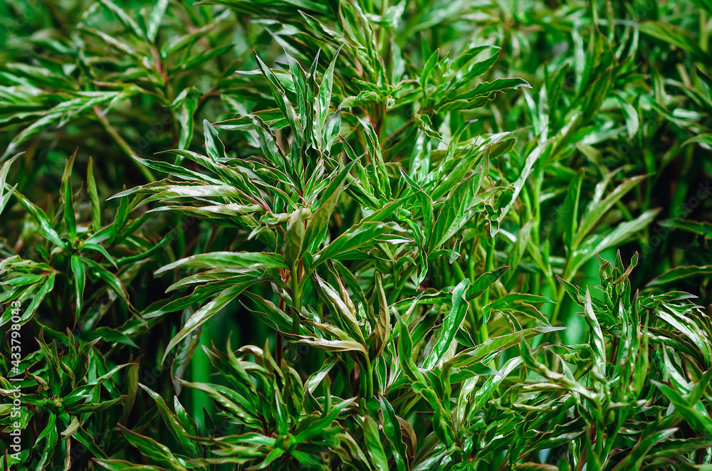 Green leaves of peonies. Natural background. Green leaves of peonies. Natural background.