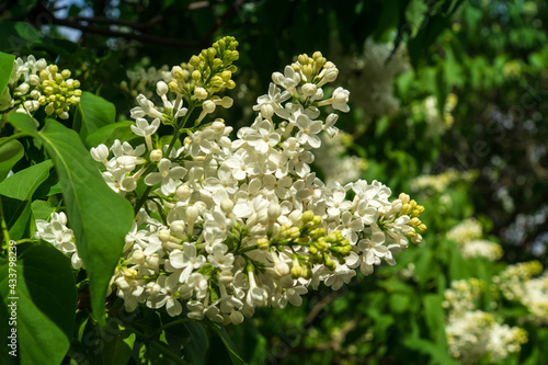 Branches of a white beautiful blooming lilac on background of leaves. Spring background