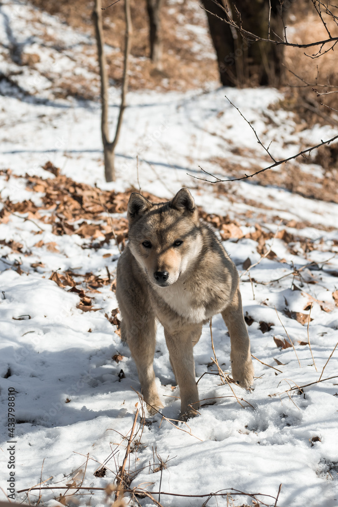 Wolf walking in snow during winter in South Korea