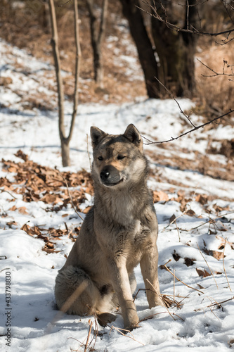 Wolf chilling in snow during winter in South Korea