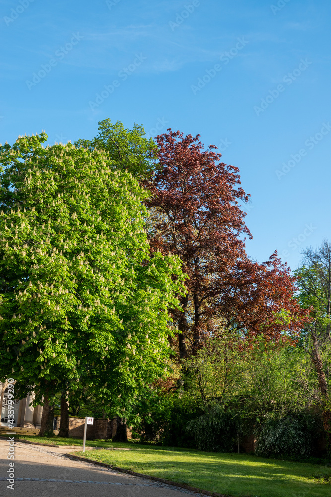 Naklejka premium Schloss und Park Pillnitz