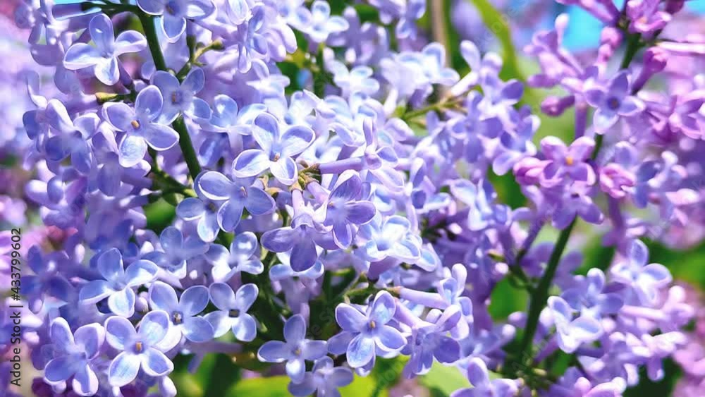 Very beautiful lilac swaying in the wind. High quality 4k footage Very beautiful lilac swaying in the wind. High quality 4k footage