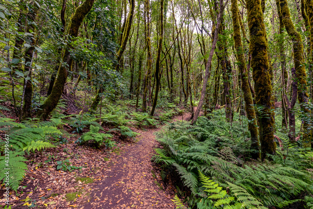 Fototapeta premium Canary Islands. Evergreen forest in Garajonay National Park, tourist footpath, La Gomera Island, Spain.
