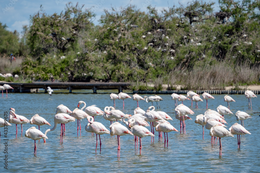 Flamingos in bird park / wildlife sanctuary in the camargue, South France