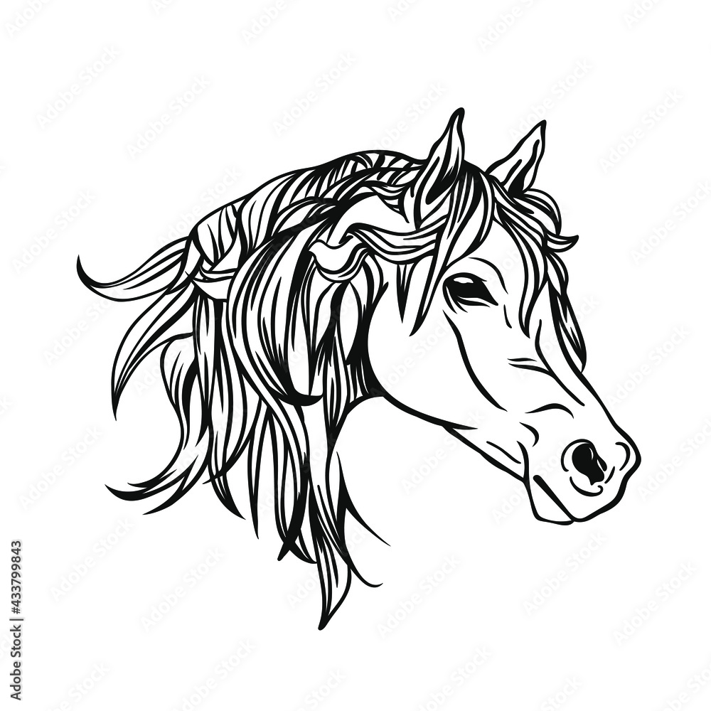 Horse head, vector illustration. Animal illustration.