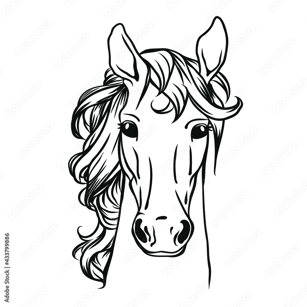 Horse head, vector illustration. Animal illustration.