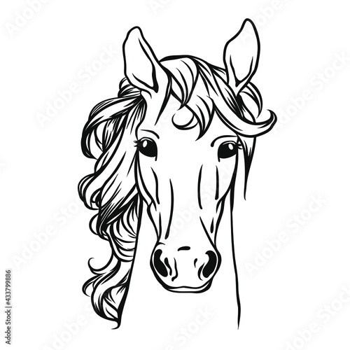 Horse head  vector illustration. Animal illustration.