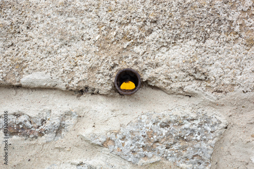 Un tuyau traversant le mur de pierres. Du jaune se distingue de l´autre côté du mur.