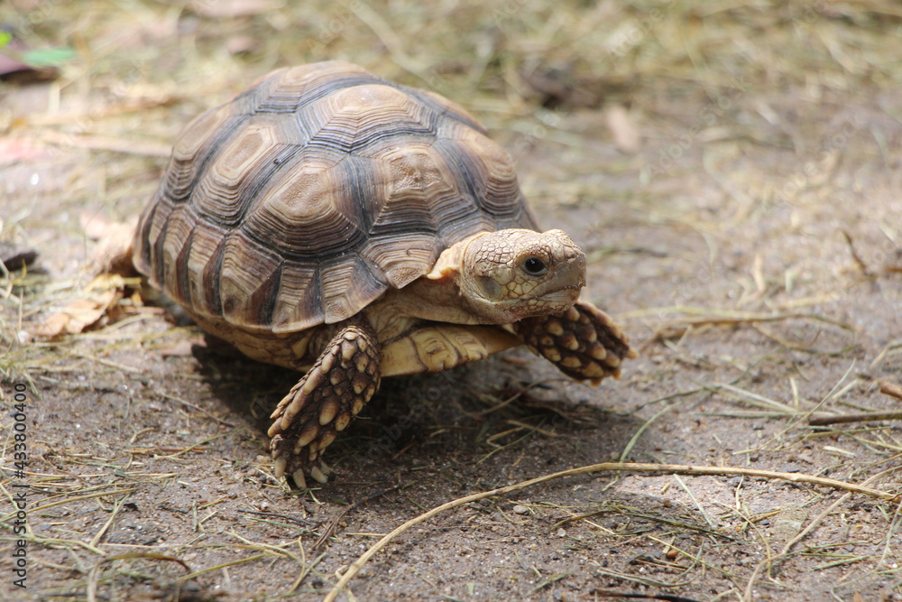 African Sulcata Tortoise Natural Habitat,Close up African spurred tortoise resting in the garden, Slow life ,Africa spurred tortoise sunbathe on ground with his protective shell ,Beautiful Tortoise African Sulcata Tortoise Natural Habitat,Close up African spurred tortoise resting in the garden, Slow life ,Africa spurred tortoise sunbathe on ground with his protective shell ,Beautiful Tortoise