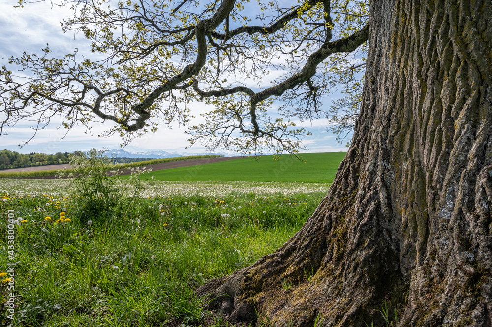 vieux chêne solitaire dans un champs au printemps vieux chêne solitaire dans un champs au printemps