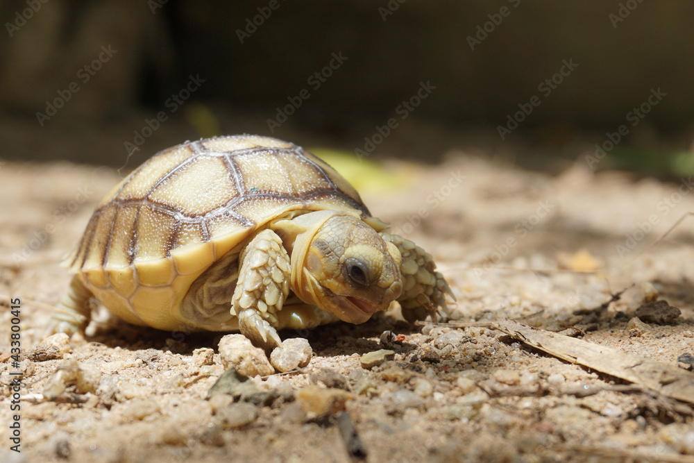 Obraz premium African Sulcata Tortoise Natural Habitat,Close up African spurred tortoise resting in the garden, Slow life ,Africa spurred tortoise sunbathe on ground with his protective shell ,Beautiful Tortoise