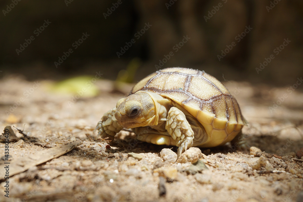 Fototapeta premium African Sulcata Tortoise Natural Habitat,Close up African spurred tortoise resting in the garden, Slow life ,Africa spurred tortoise sunbathe on ground with his protective shell ,Beautiful Tortoise