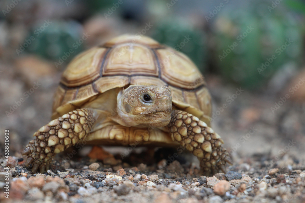 African Sulcata Tortoise Natural Habitat,Close up African spurred tortoise resting in the garden, Slow life ,Africa spurred tortoise sunbathe on ground with his protective shell ,Beautiful Tortoise African Sulcata Tortoise Natural Habitat,Close up African spurred tortoise resting in the garden, Slow life ,Africa spurred tortoise sunbathe on ground with his protective shell ,Beautiful Tortoise