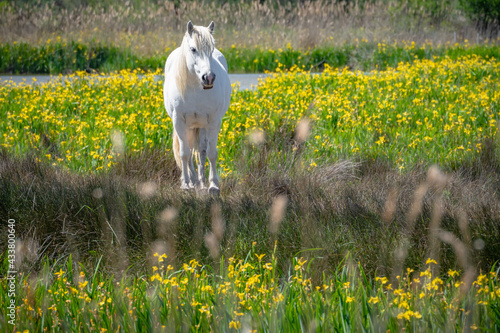 Camargue horse in the middle of flower field photo