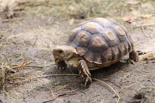 African Sulcata Tortoise Natural Habitat,Close up African spurred tortoise resting in the garden, Slow life ,Africa spurred tortoise sunbathe on ground with his protective shell ,Beautiful Tortoise