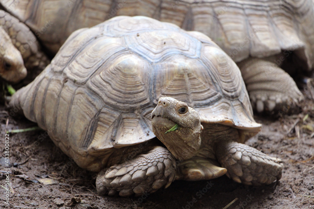 African Sulcata Tortoise Natural Habitat,Close up African spurred tortoise resting in the garden, Slow life ,Africa spurred tortoise sunbathe on ground with his protective shell ,Beautiful Tortoise
