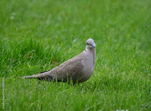 Beautiful turtledove in the grass in our garden.