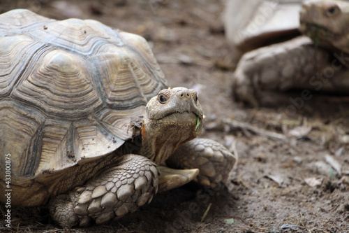 African Sulcata Tortoise Natural Habitat,Close up African spurred tortoise resting in the garden, Slow life ,Africa spurred tortoise sunbathe on ground with his protective shell ,Beautiful Tortoise