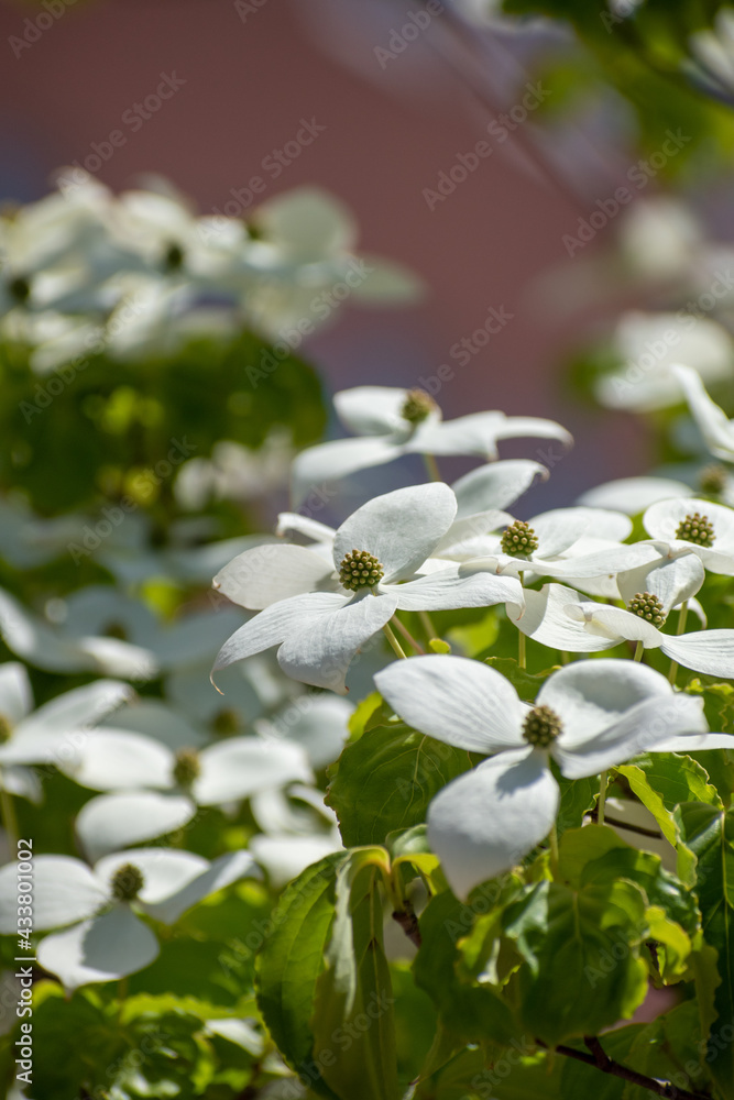 白いヤマボウシの花 白いヤマボウシの花