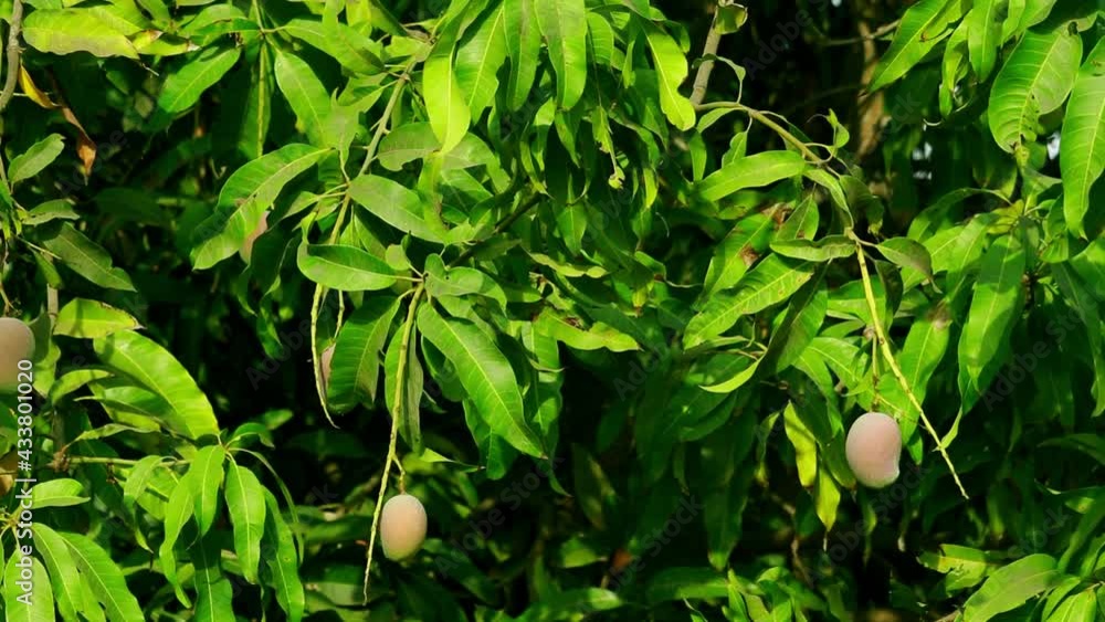 fresh mangoes hold on the tree,small Kesar mango (keri) fruit hanging