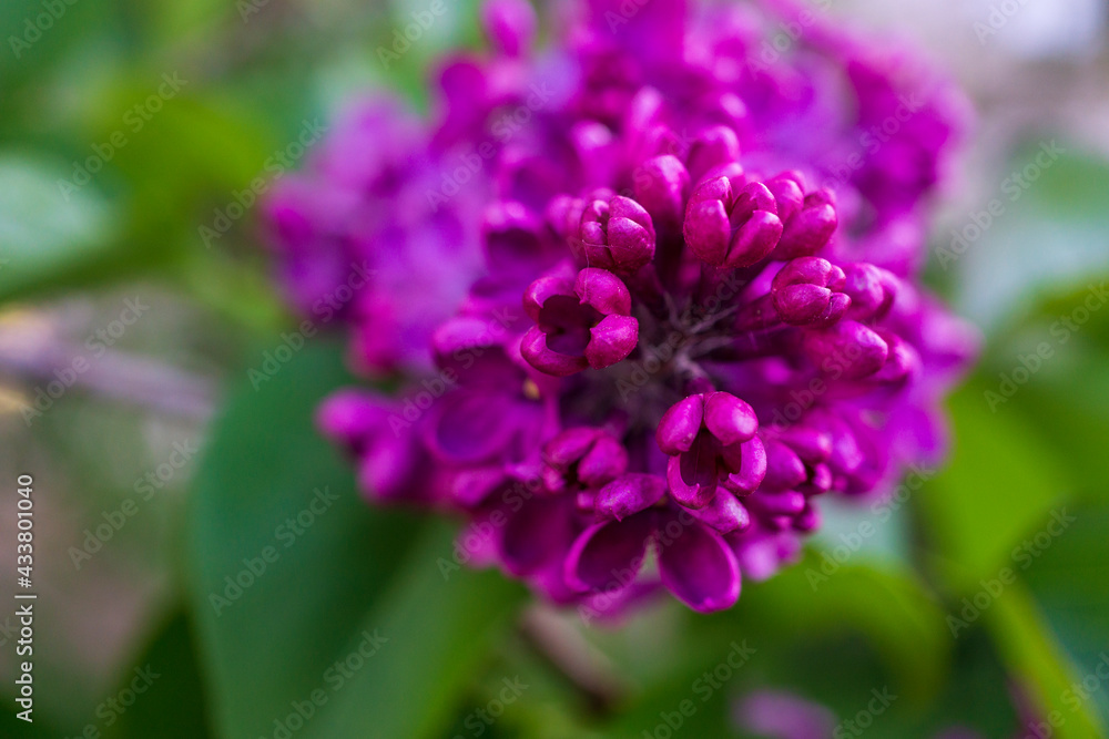 Blume Blume