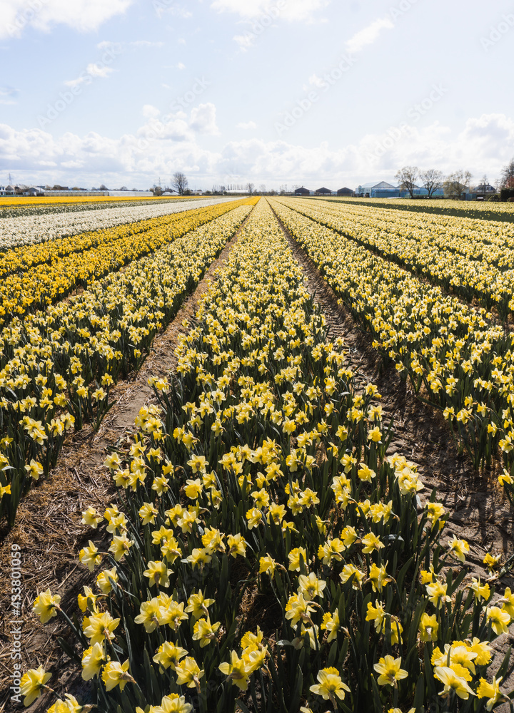 tulip field in holland