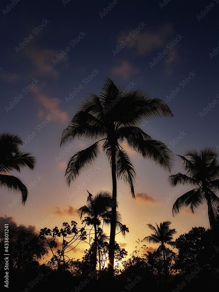 pipa beach - silhouettes of trees before sunset