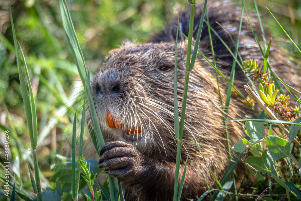 The swamp rat AKA Koypu or Nutria The swamp rat AKA Koypu or Nutria