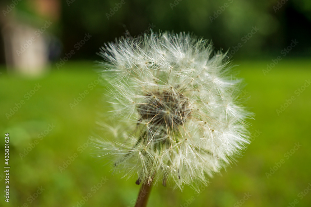 Fototapeta premium Pusteblume