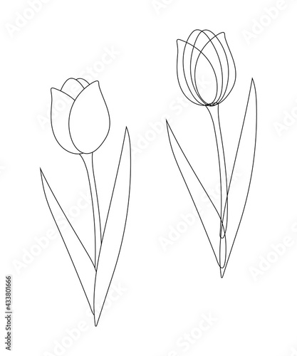Tulip flower sketch, made of black outlines in a simple graphic style on a white background. Hand-drawn vector design element. Clipart for decorating gifts, bouquets, cosmetics. Print, card, label
