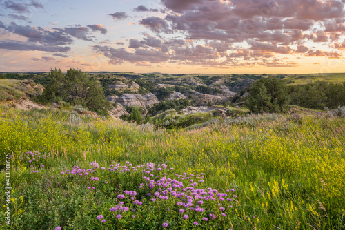 Sunset with purple wildflowers near the Oxbow Overlook in the Theodore Roosevelt National Park - North Unit on the Little Missouri River - North Dakota Badlands photo