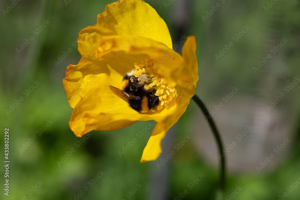 Gelber Mohn mit einer Hummel. Gelber Mohn mit einer Hummel.