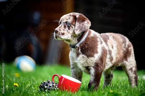 Gefleckter Labrador Retriever Welpe. photo