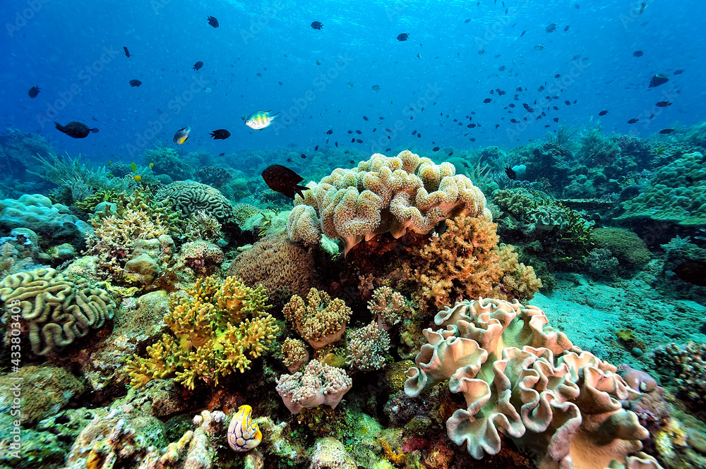 A picture of the coral reef A picture of the coral reef