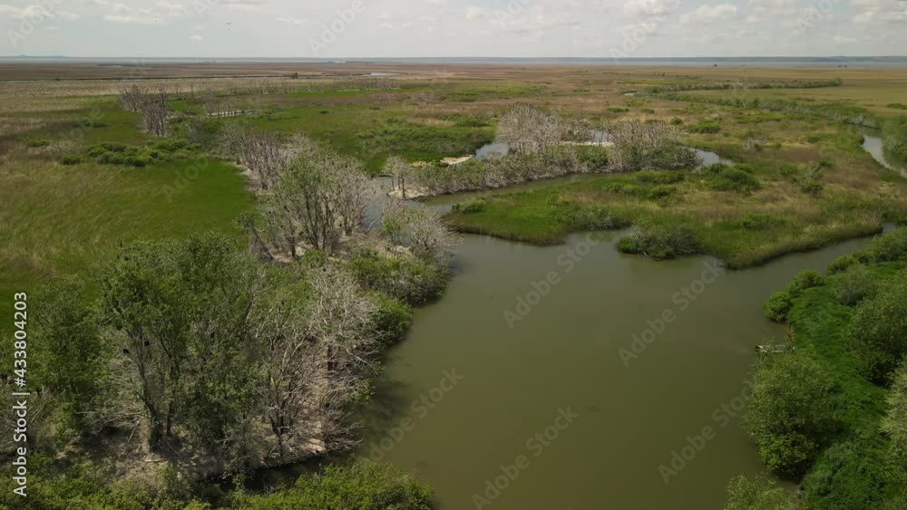 Great cormorant (Phalacrocorax carbo) is a large bird that feeds on fish. Forms large colonies on lakes and rivers. Dniester delta (Ukraine).