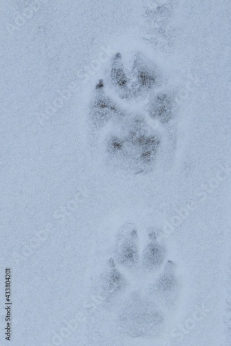 wolf footprints in snow