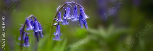 Tableau sur toile Panorama of wild Bluebell flowers, Hyacinthoides non-scripta, in spring in the U