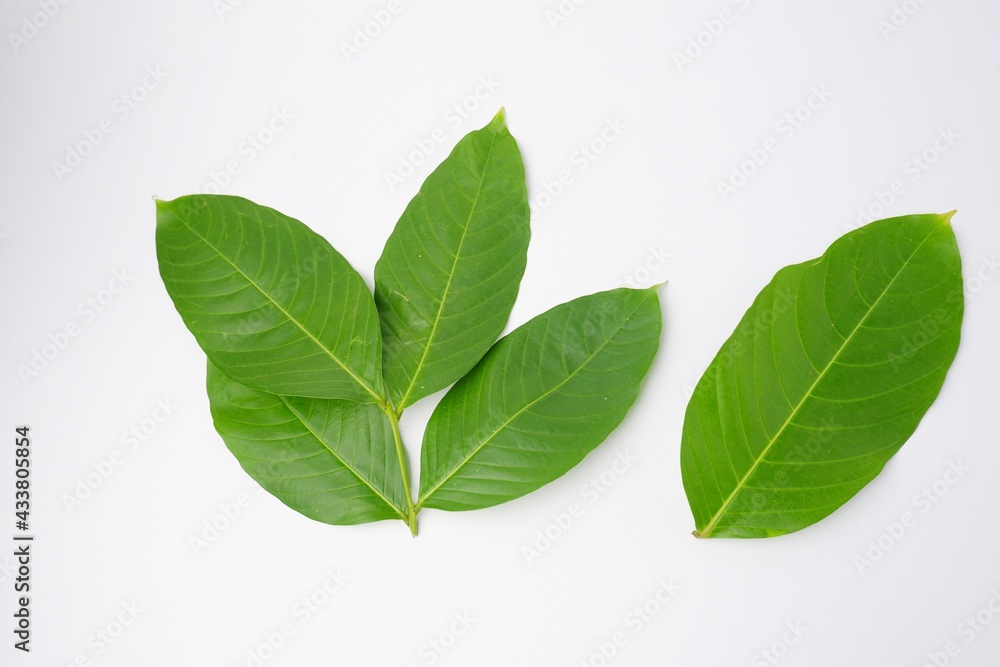 Lagerstroemia speciosa leaves isolated on white background Lagerstroemia speciosa leaves isolated on white background