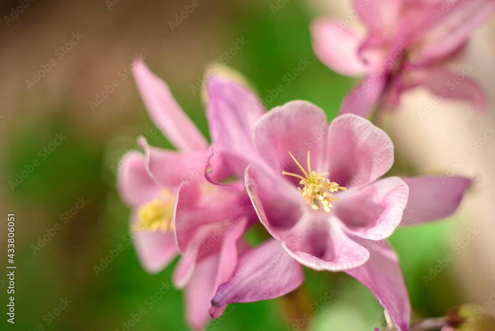 Beautiful pink flowers against the background of green plants. Summer background. Soft focus Beautiful pink flowers against the background of green plants. Summer background. Soft focus