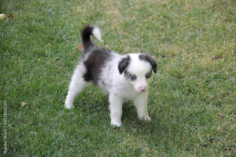 one month old puppy of blue merle border collie with blue eyes in the garden