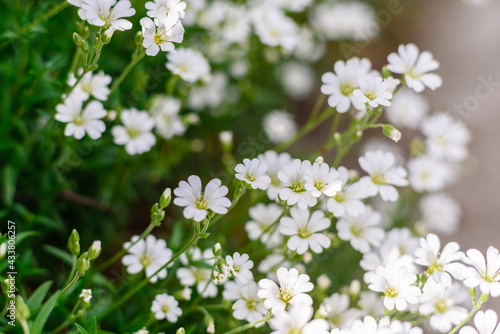 Beautiful white flowers against the background of green plants. Summer background