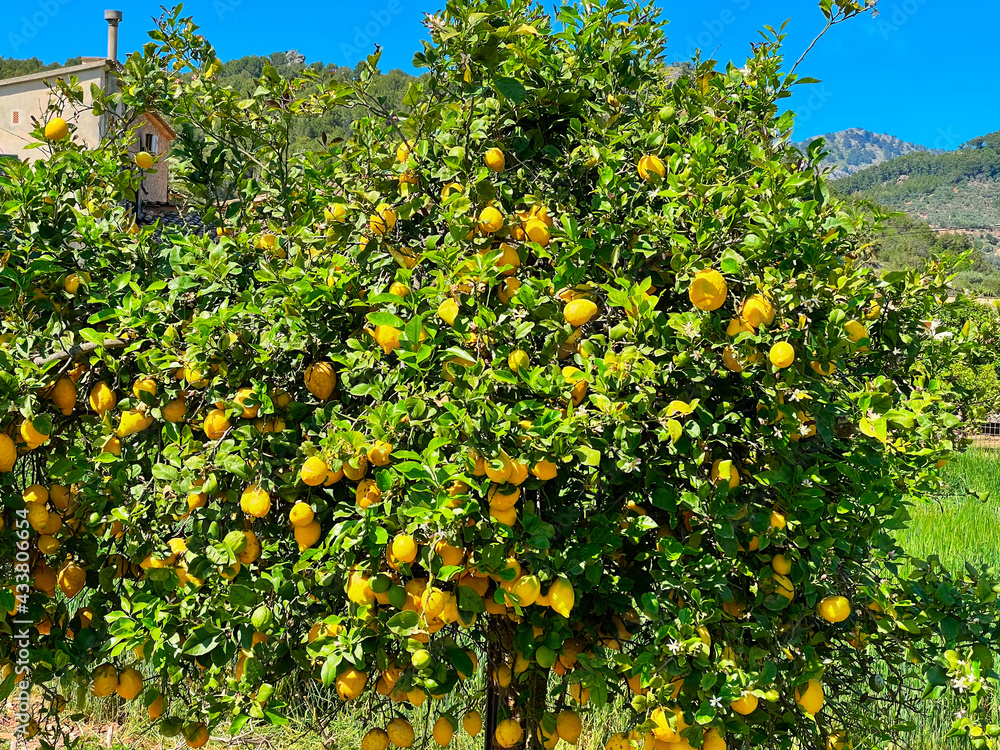 Lemon tree in fruit garden