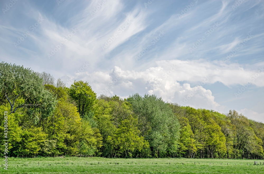 Obraz premium Landscape with trees in springtime colors, a sky with both cirrus and cumulus clouds and a green meadow near the dunes of Rockanje on the island of Voorne, The Netherlands